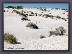 White Sands - markierter Dünenwanderweg 