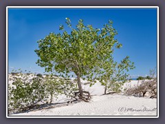 White Sands - Rio Grande Cottonwood