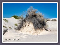 White Sands - Skunkbush Sumac