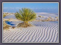 White Sands - Soaptree Yucca