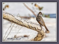 White Sands - Wildlife 