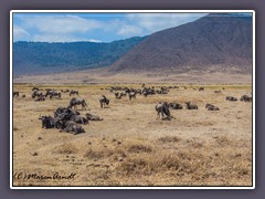 Gnus im Ngorongoro