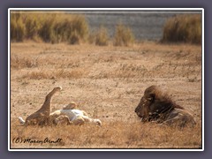 Löwenpaar döst in der Sonne der Arche Noah Ngorongoro