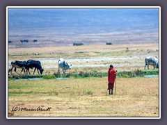 Massai dürfen ihr Vieh im Krater zum Wasser führen