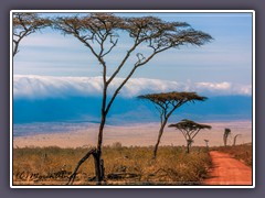Wunderwelt Ngorongoro Krater
