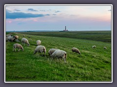 Westerhever - Deichschafe