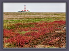 Westerhever - Queller färbt die Salzwiesen