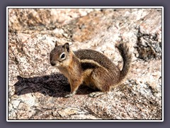 Colorado Mountain Squirrel