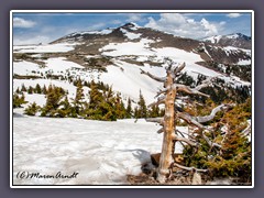 Rocky Mountain NP  - Tundra Area schneebedeckt
