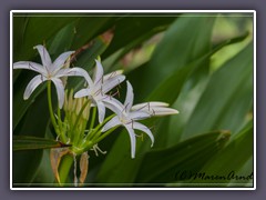 White Spider Lily 