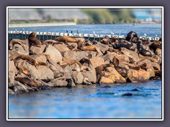 Eared Seals im Hafen von Newport