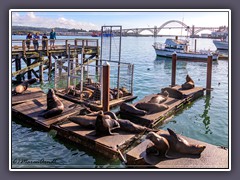 Newport - Seals im Hafen von Newport