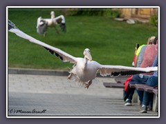 Flugshow im Vogelpark Marlow