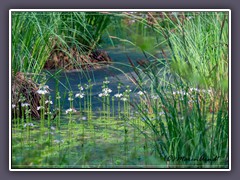 Wasserfedern - Hottonia palustris