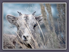 Bighorn Sheep Lamm - Wildlife