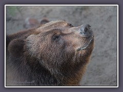 Braunbär - Zoo