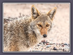 Coyote - Wildlife