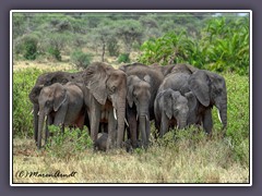 Elefanten - Wildlife