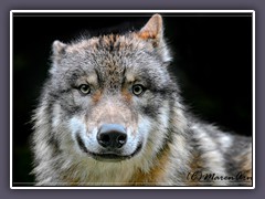 Europäischer Grauwolf - Zoo