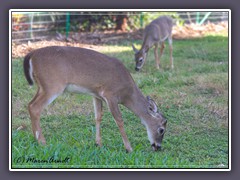 Florida Deer - Wildlife