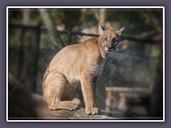 Florida Panther - Zoo