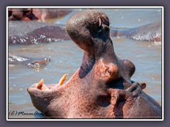 Hippo - Wildlife