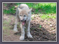 Polarwolf Welpe - Zoo