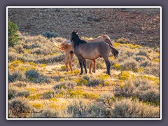 Pryor Mountains Wildhorses - Wildlife