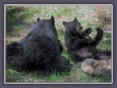 Schwarzbären -Wildlife