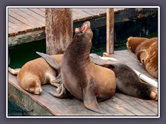 Seelöwen - Seals - Wildlife