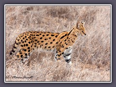 Serval - Wildlife
