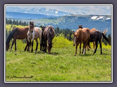 Wildhorses in Montana - Wildlife