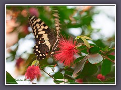 Kaiser Schwalbenschwanz - Papilio ophidicephalus