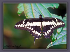 Königs Page - Papilio thoas