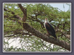 Afrikanischer Seeadler am Ufer des Grumeti