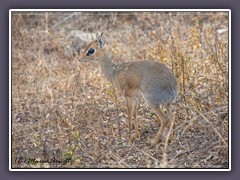 Dik Dik -  auch als Zwergrüsselantilope bekannt, ist eine der kleinsten Antilopen Afrikas