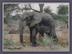 Einzahn -  ein sehr alter Elefantenbulle