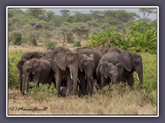 Elefanten bilden einen Schutzkreis