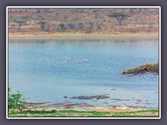 Flamingos und Hippos am Lake Masek