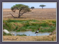 Ganzjährige Wasserstelle in der Serengeti Central