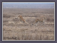 Geparden  - Cheetas