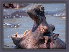 Hippo am Hippopond in der Serengeti Nord