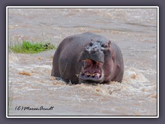 Hippo im reißenden Wasser des Mara Flusses