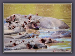 Hippos im Grumeti River