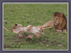 Löwen in der Serengeti Nord