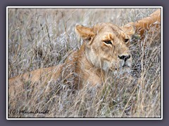 Löwin des Central-Serengeti Rudels