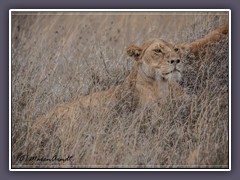 Löwin versteckt im trockenen Gras