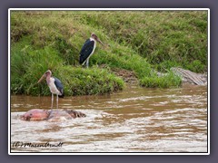 Marabus - Krokodile und Geier und Kadaver im Fluss