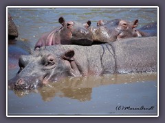 Massige Flusspferde dicht an dicht im Pond