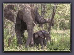 nimmt der Elefant einen Baumstamm zu Hilfe